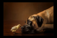 One Peck and You're Dinner