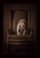 Pet Portfolio