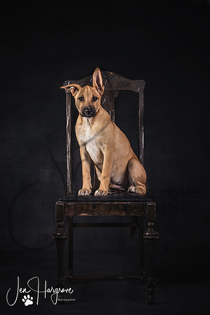 Dobey1P