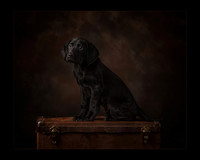 Best In Show