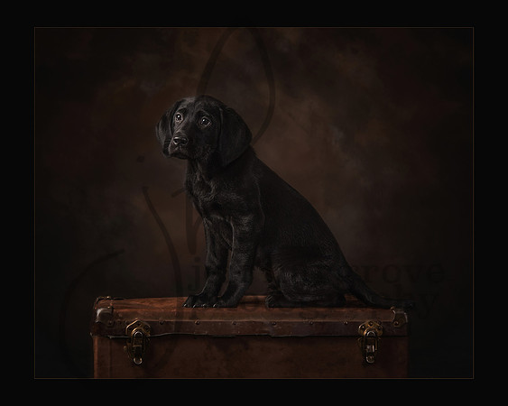 Best In Show