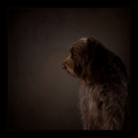 Best Of Show