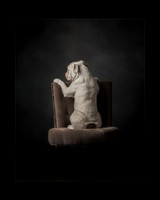 A Study In Canine
