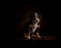 Pick of the Litter