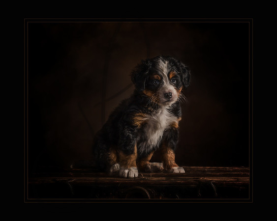 Pick of the Litter