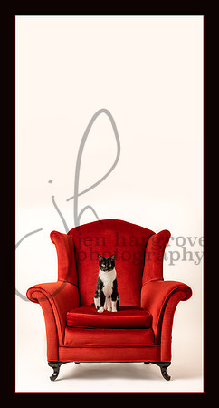 You Meant It WAS Your Chair