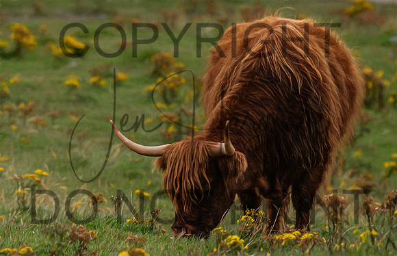 Highland2P