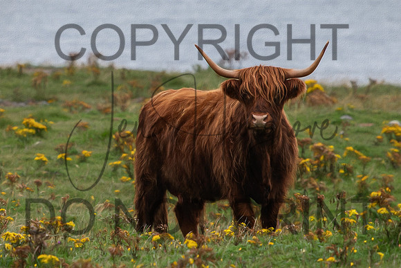 Highland1P