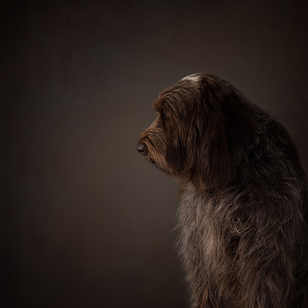 Best In Show (no border)