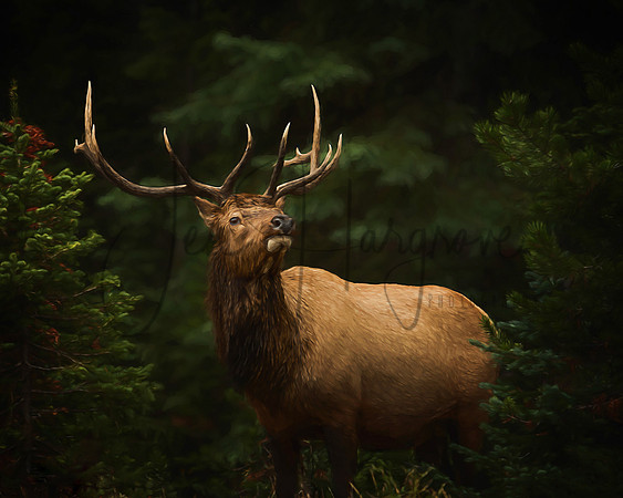 Prince of the Rockies