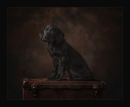 Best In Show