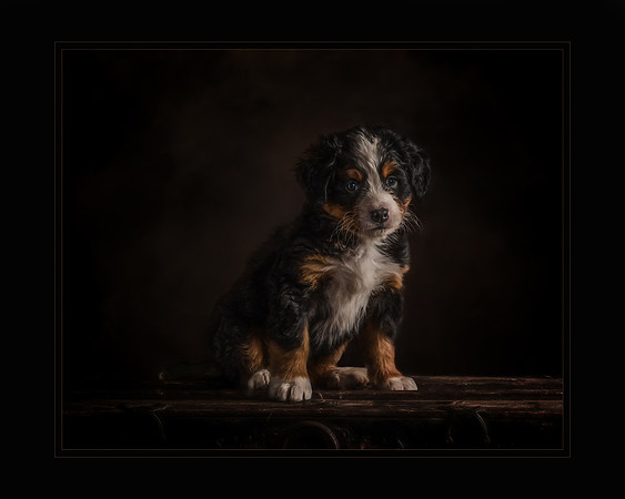 Pick of the Litter