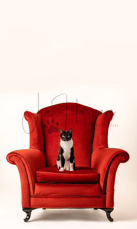 You Meant It WAS Your Chair