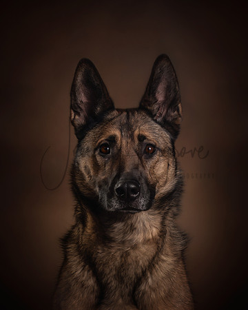 Nova1