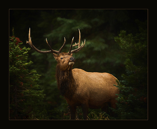 Prince of the Rockies