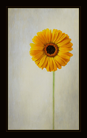Radiate Sunshine