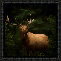 Prince of the Rockies Ornate 3323 40 x 40