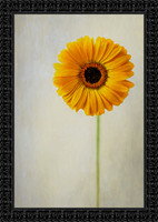Radiate Sunshine Ornate 3221 40 x 60