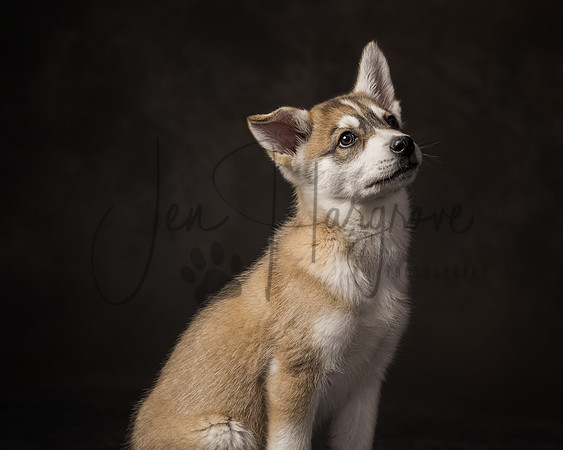 Koda2